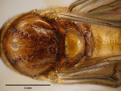 Anochetus princeps - SEMUT20160711A
