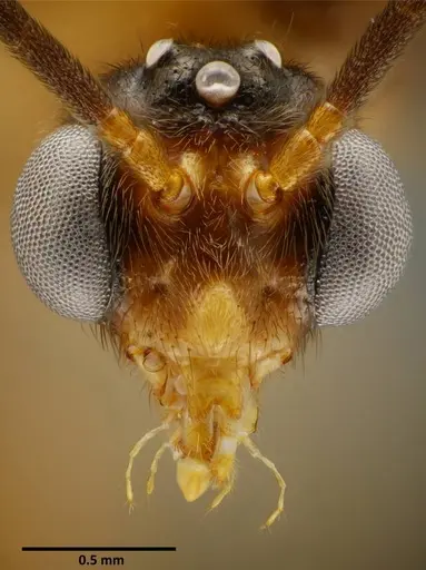 Anochetus princeps - SEMUT20160711A