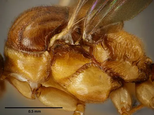 Anochetus princeps - SEMUT20160711A