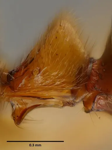 Anochetus princeps - SEMUT20160711A