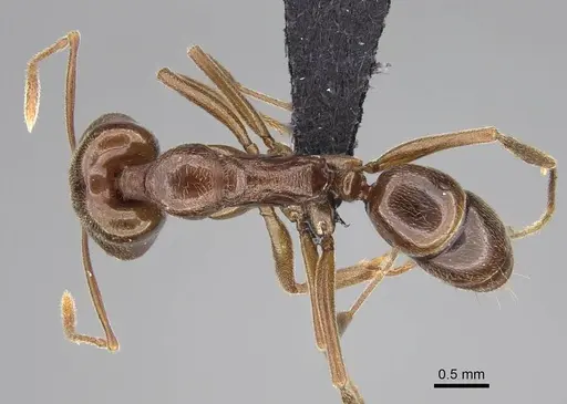 Anochetus pubescens specimen