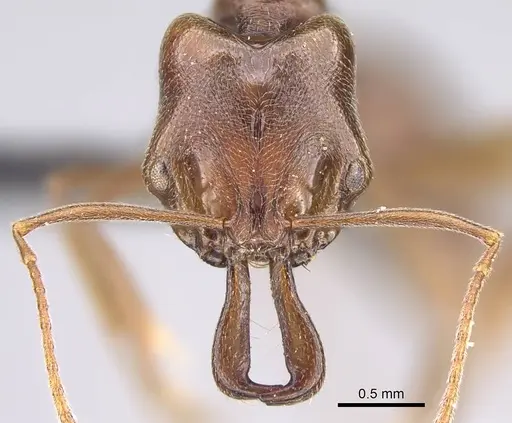 Anochetus pubescens specimen