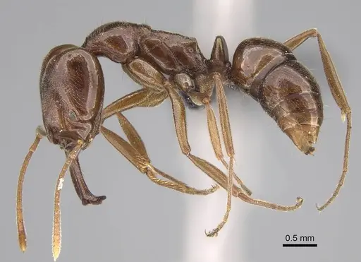 Anochetus pubescens specimen