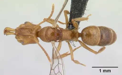 Anochetus pubescens - CASENT0132423