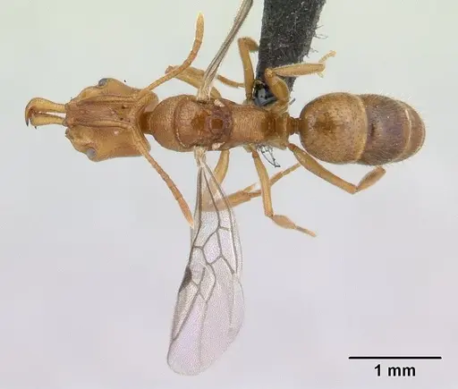 Anochetus pubescens - CASENT0132423