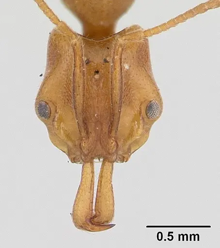 Anochetus pubescens - CASENT0132423