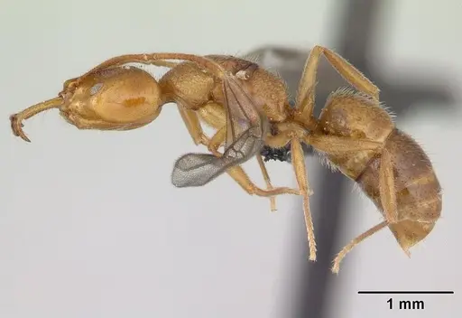 Anochetus pubescens - CASENT0132423