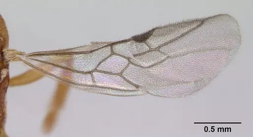 Anochetus pubescens - CASENT0132423