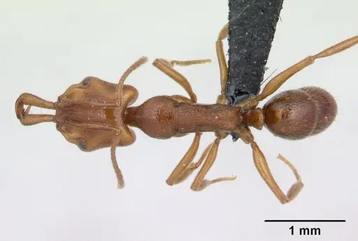 Anochetus pubescens - CASENT0136793