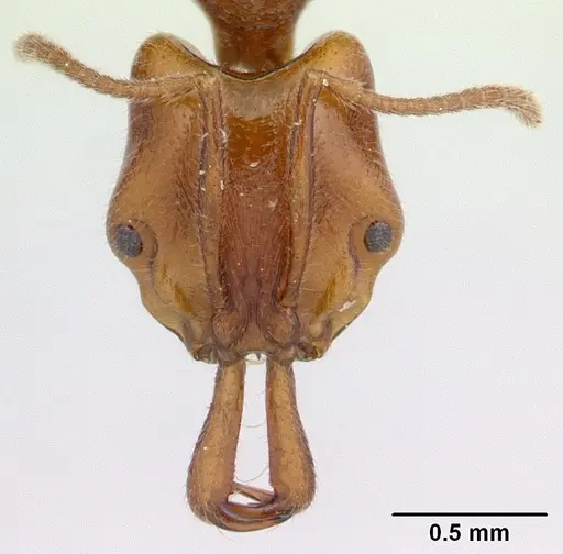 Anochetus pubescens - CASENT0136793