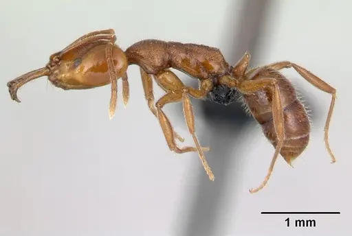 Anochetus pubescens - CASENT0136793