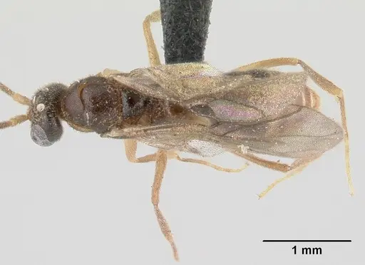 Anochetus pubescens - CASENT0147182