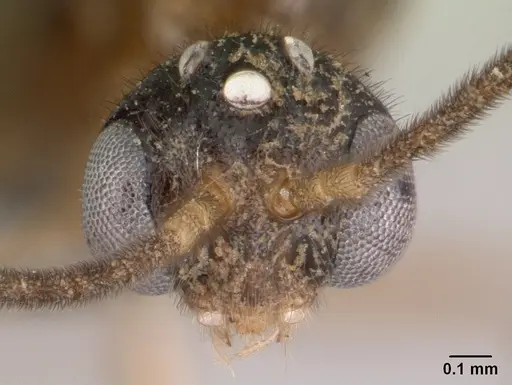 Anochetus pubescens - CASENT0147182