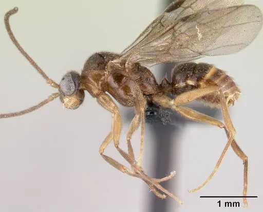 Anochetus pubescens - CASENT0147182