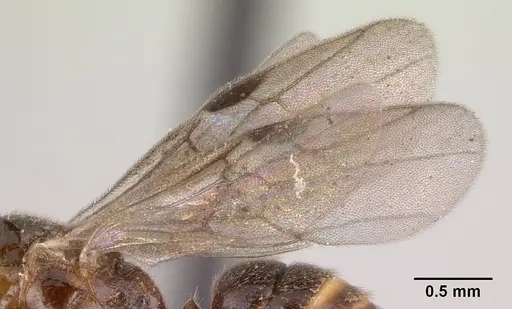 Anochetus pubescens - CASENT0147182