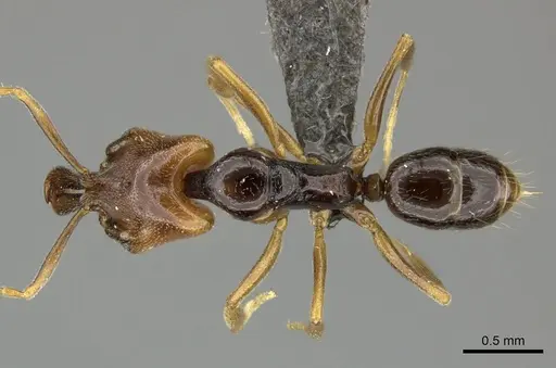 Anochetus punctaticeps specimen