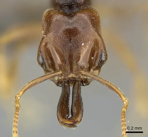 Anochetus punctaticeps specimen