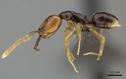 Anochetus punctaticeps specimen