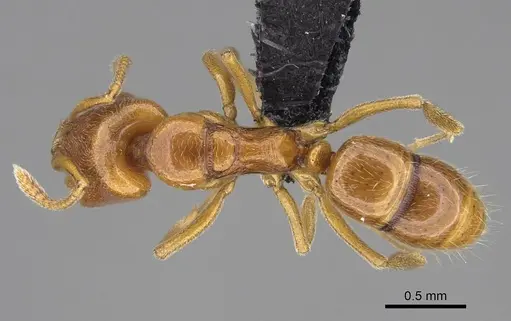 Anochetus punctaticeps - CASENT0395033