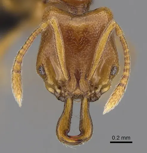 Anochetus punctaticeps - CASENT0395033
