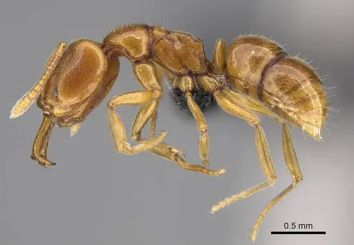 Anochetus punctaticeps - CASENT0395033