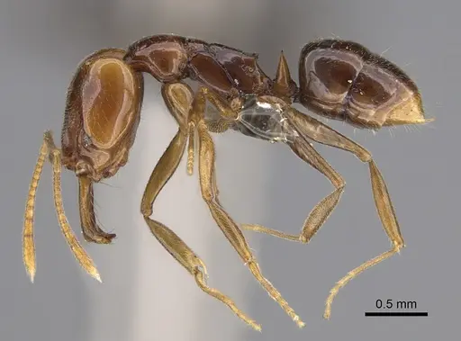 Anochetus punctaticeps - CASENT0820826