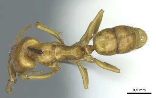 Anochetus punctaticeps - CASENT0915894