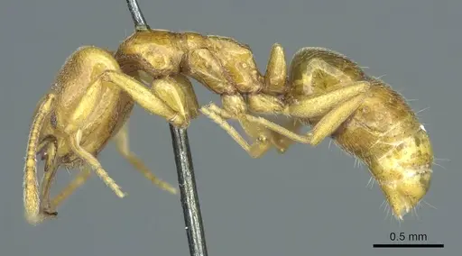 Anochetus punctaticeps - CASENT0915894