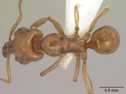 Anochetus punctaticeps - SAM-HYM-C007206A