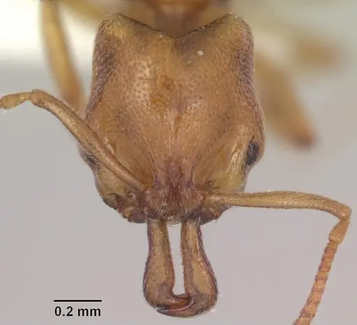 Anochetus punctaticeps - SAM-HYM-C007206A