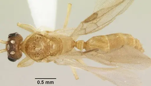 Anochetus punctaticeps - SAM-HYM-C007206B