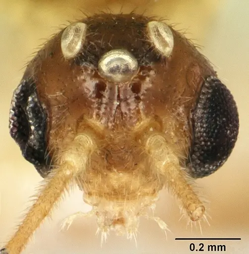 Anochetus punctaticeps - SAM-HYM-C007206B