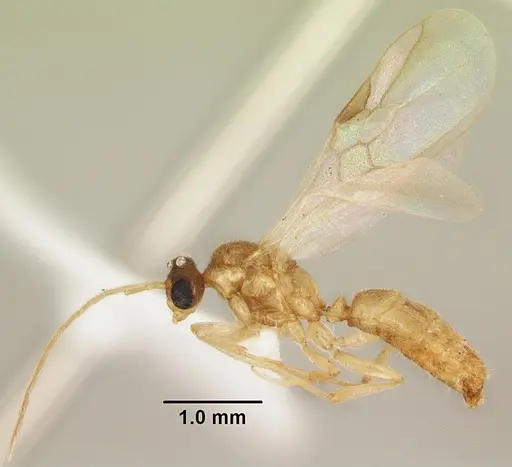 Anochetus punctaticeps - SAM-HYM-C007206B