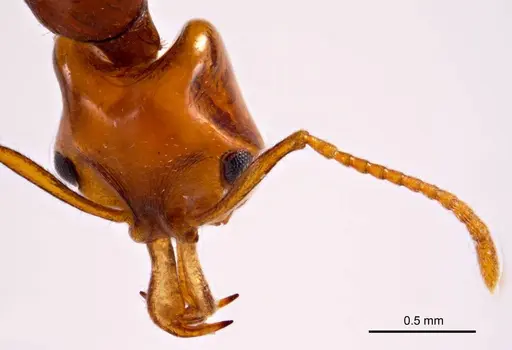 Anochetus rectangularis specimen