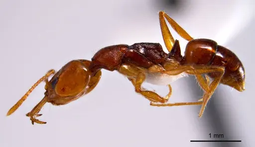 Anochetus rectangularis specimen