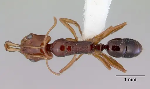 Anochetus rectangularis - CASENT0172379