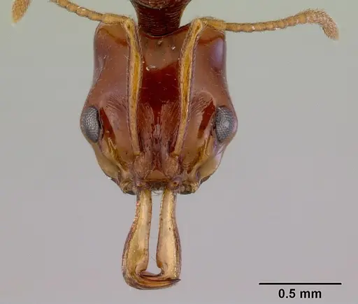 Anochetus rectangularis - CASENT0172379