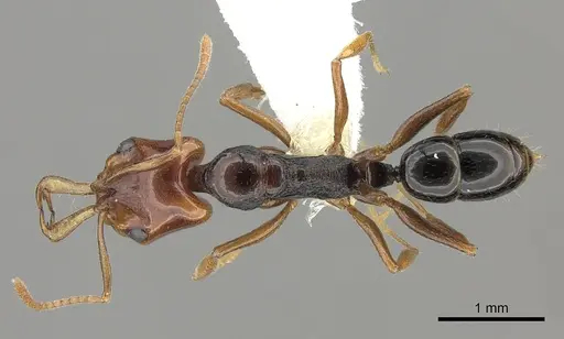 Anochetus rectangularis - CASENT0260505