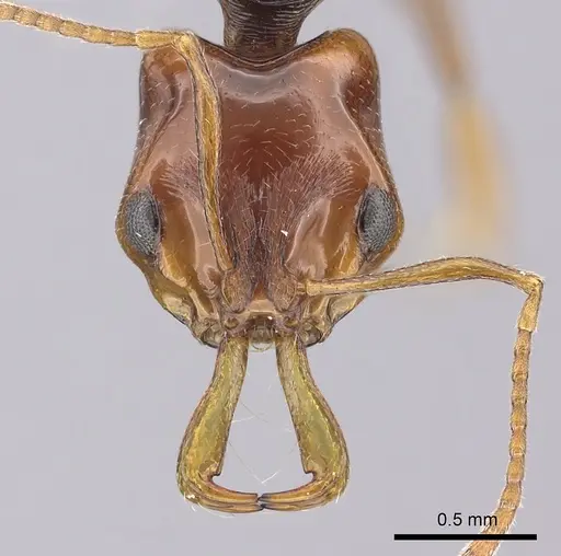 Anochetus rectangularis - CASENT0260505