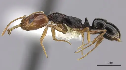 Anochetus rectangularis - CASENT0260505