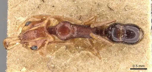 Anochetus rectangularis - CASENT0907410