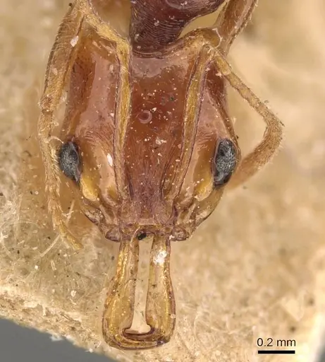 Anochetus rectangularis - CASENT0907410