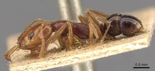 Anochetus rectangularis - CASENT0907410