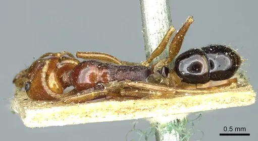 Anochetus rectangularis - CASENT0915895