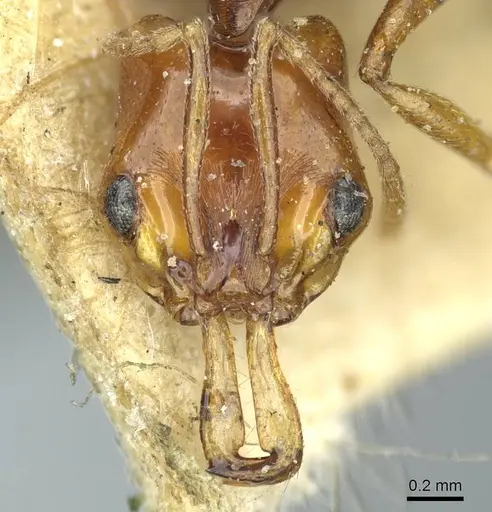 Anochetus rectangularis - CASENT0915895