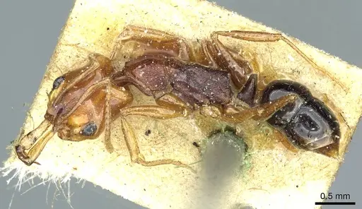 Anochetus rectangularis - CASENT0915895