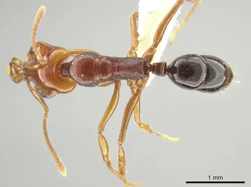 Anochetus rectangularis - JTLC000008642