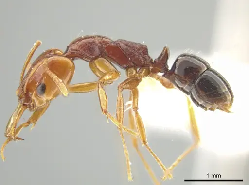 Anochetus rectangularis - JTLC000008642