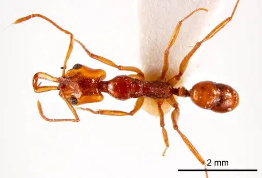 Anochetus renatae specimen