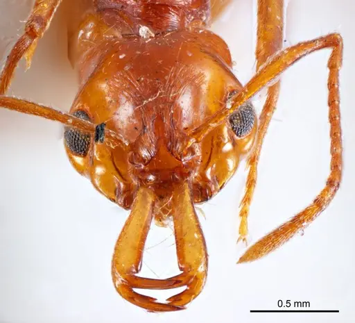 Anochetus renatae specimen